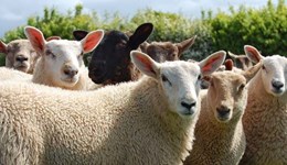 Understanding the Qurbani market